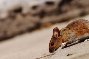 Keeping Pests at Bay: How to Prevent Rodent and Insect Infestations
