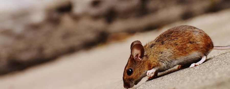 Keeping Pests at Bay: How to Prevent Rodent and Insect Infestations